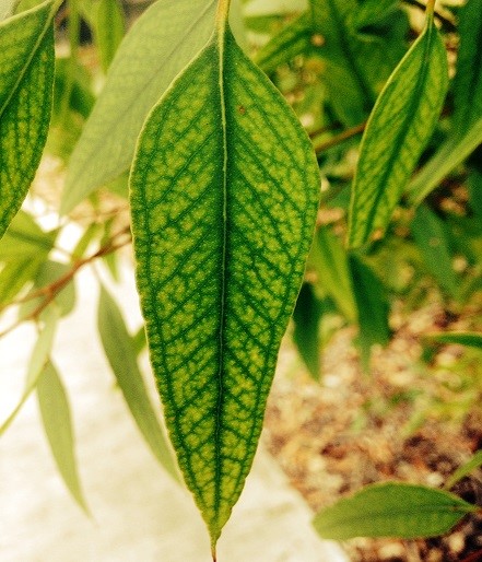 Chlorotic Leaf