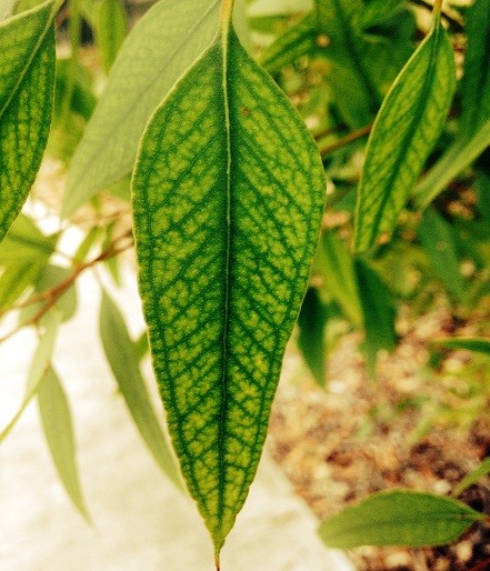 Chlorotic Leaf Chlorotic Leaf