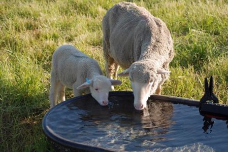 Sheep Drinking Image