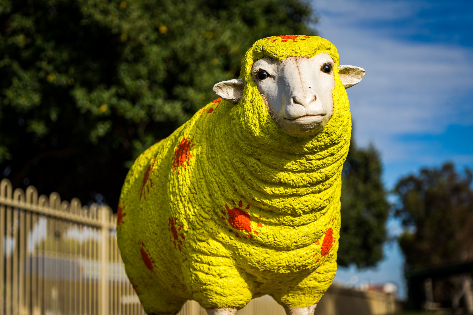 Tailem Bend Sheep