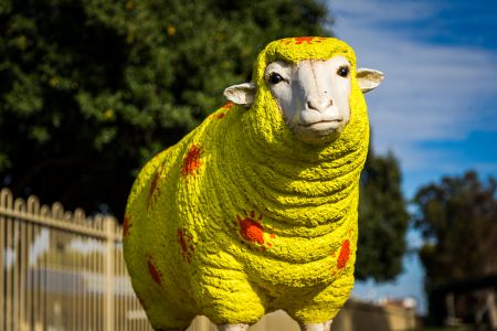 Tailem Bend Sheep