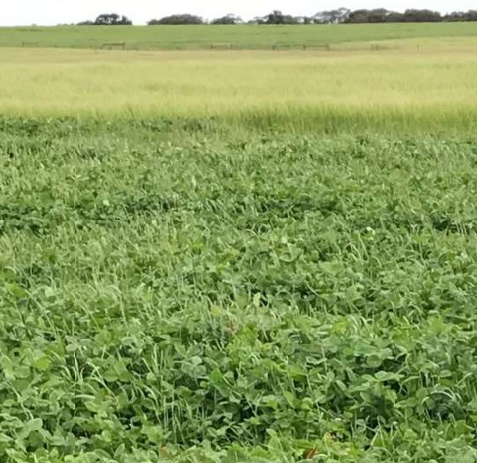 Nitro Persian Clover on the midslope Nitro Persian Clover on the midslope