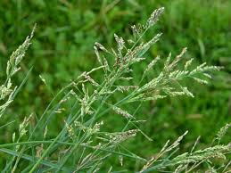 Puccinellia