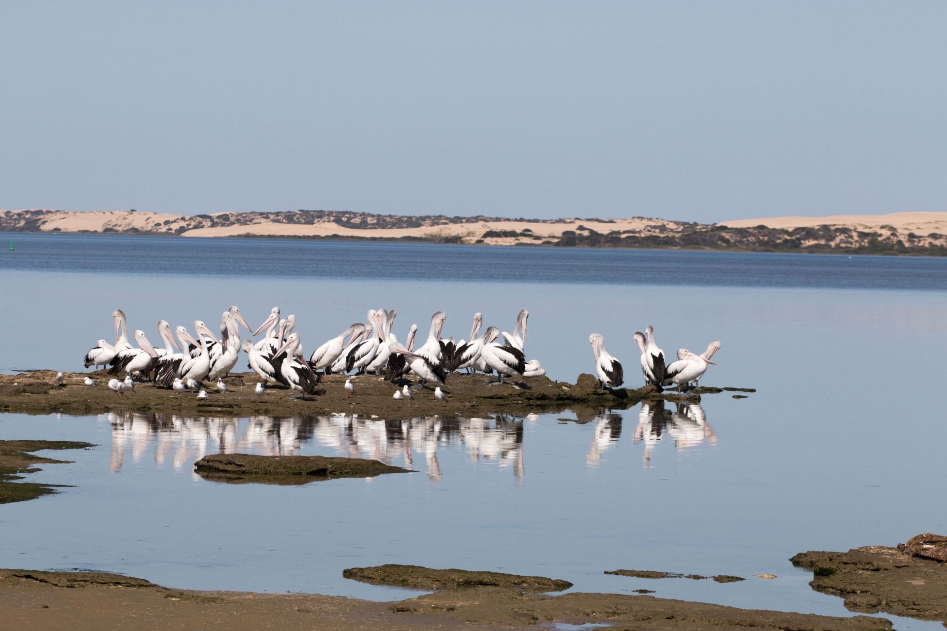 Pelicans Sitting on an Island