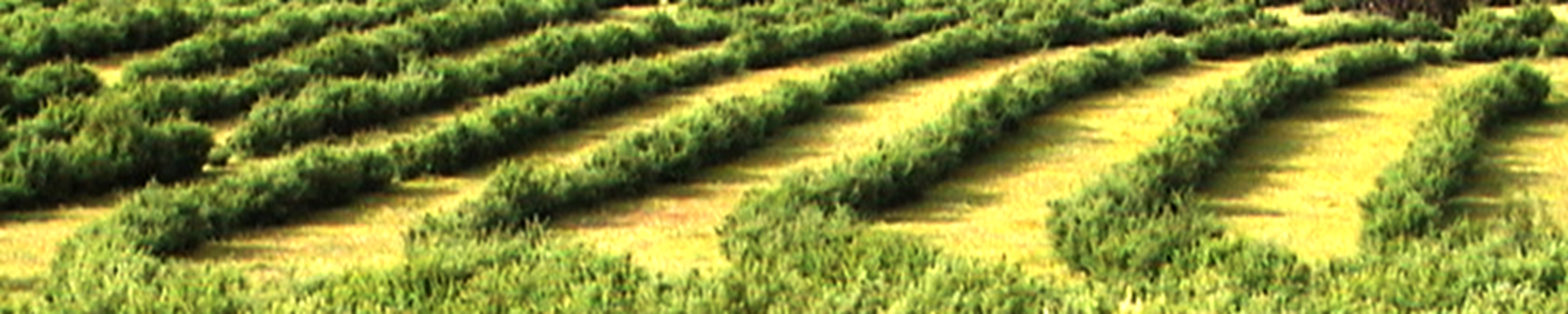 Strip Lines in the Landscape Strip Lines in the Landscape