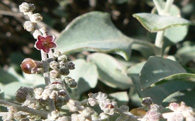 Atriplex nummularia close up Atriplex nummularia close up