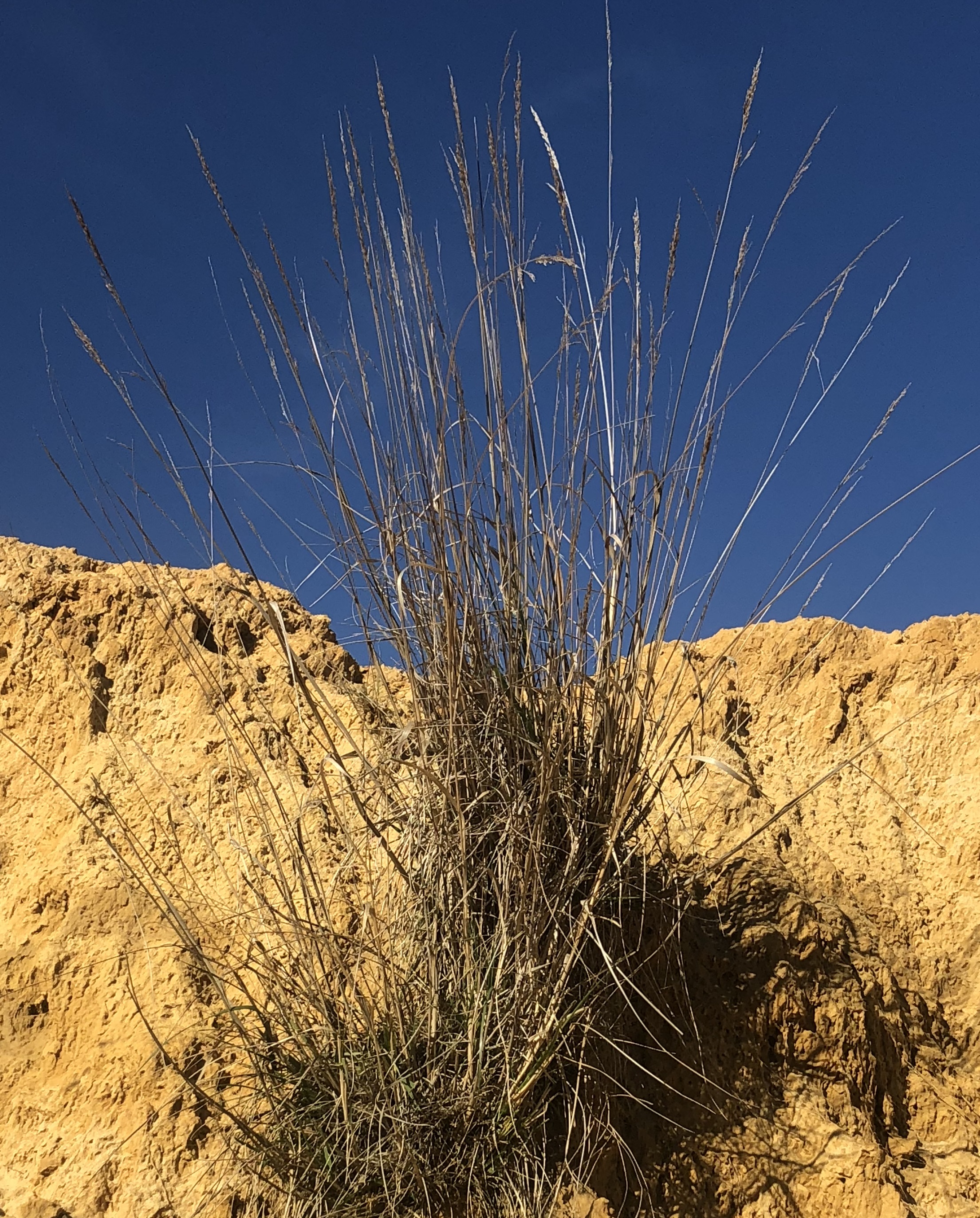 Tall Wheat Grass - Northern Outlet Drain