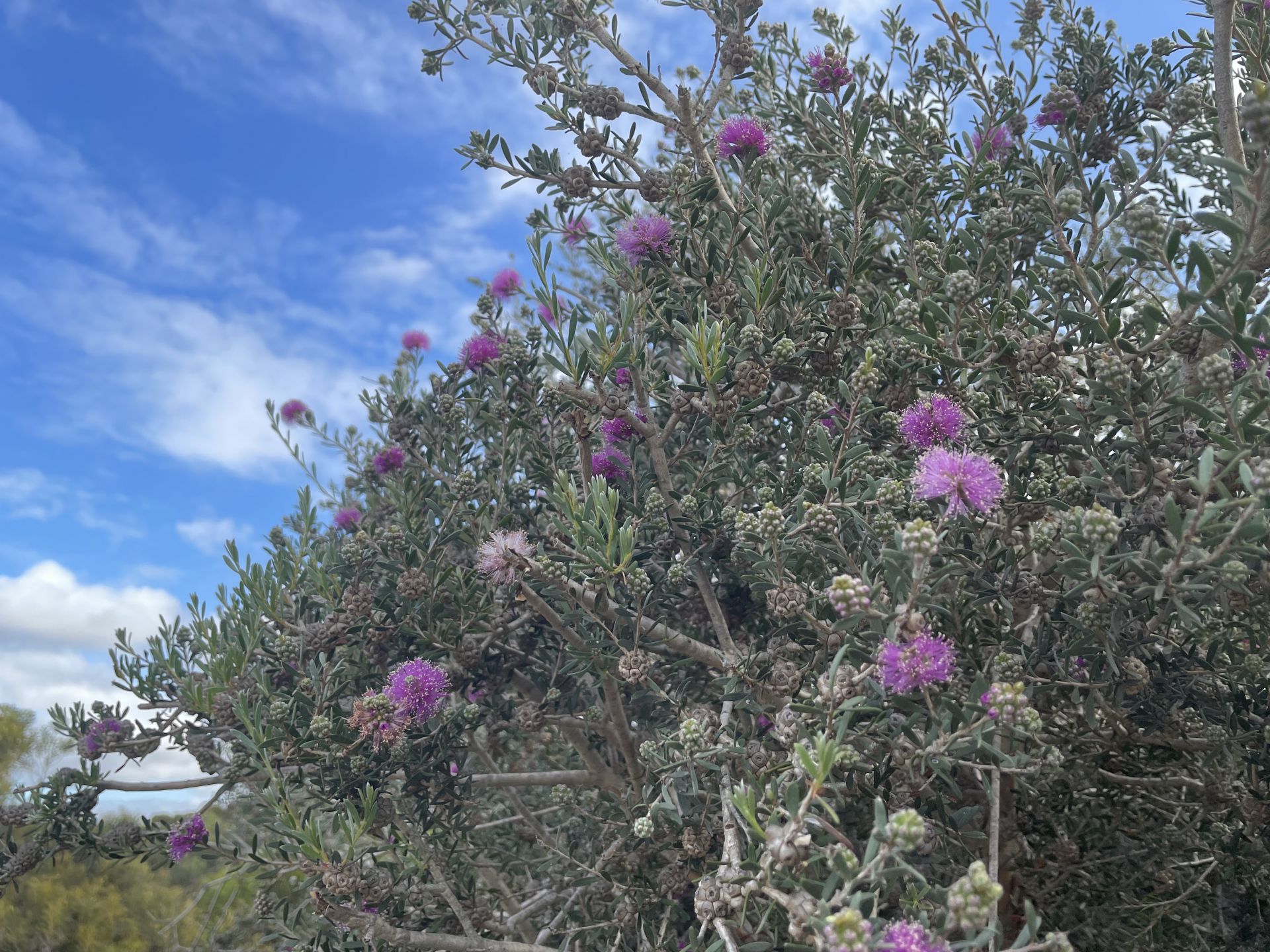Pangarinda plant photos - Malaleuca