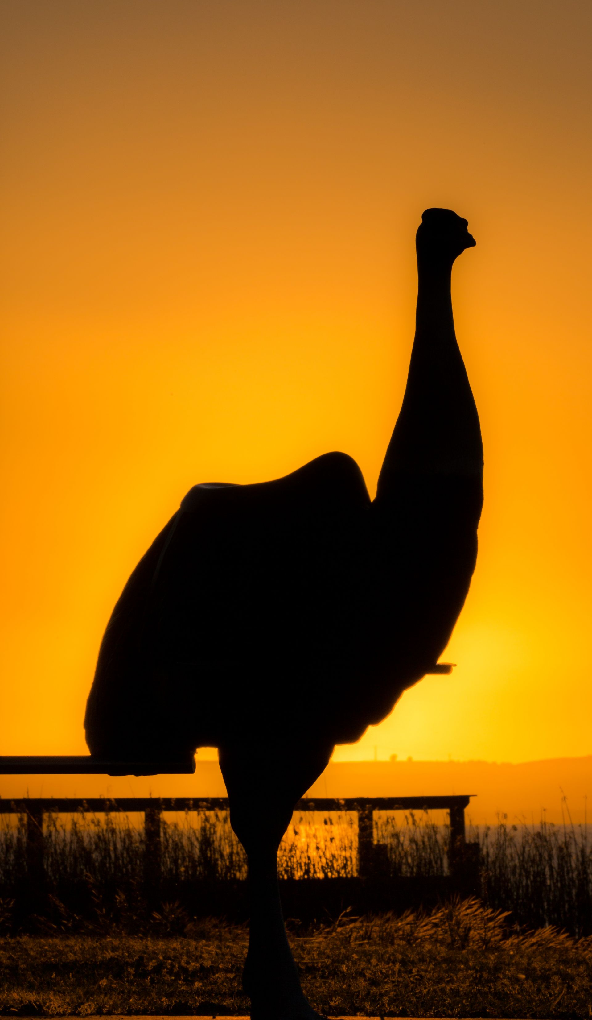Meningie - birdman of coorong