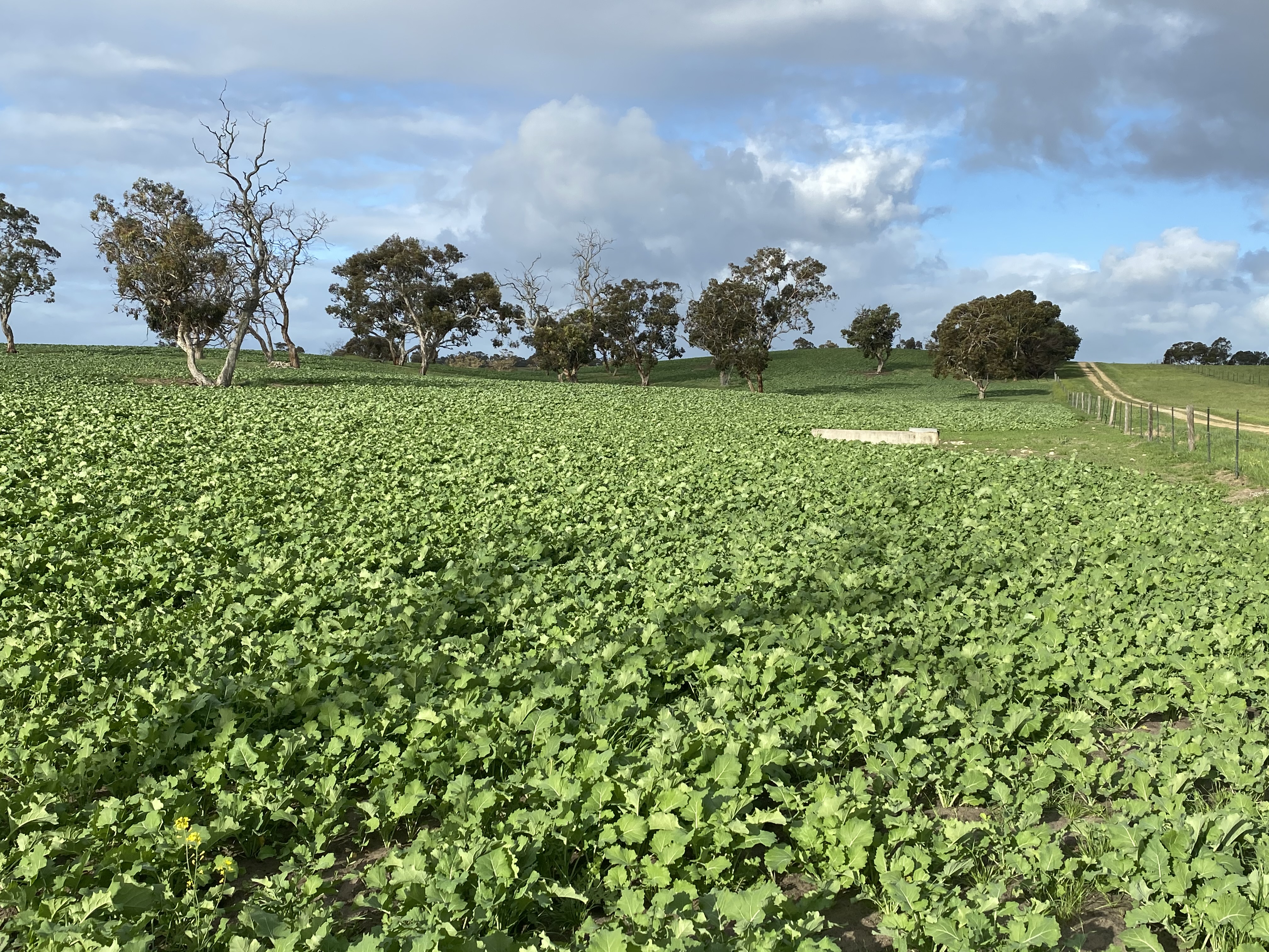 Forage Brassica Forage Brassica