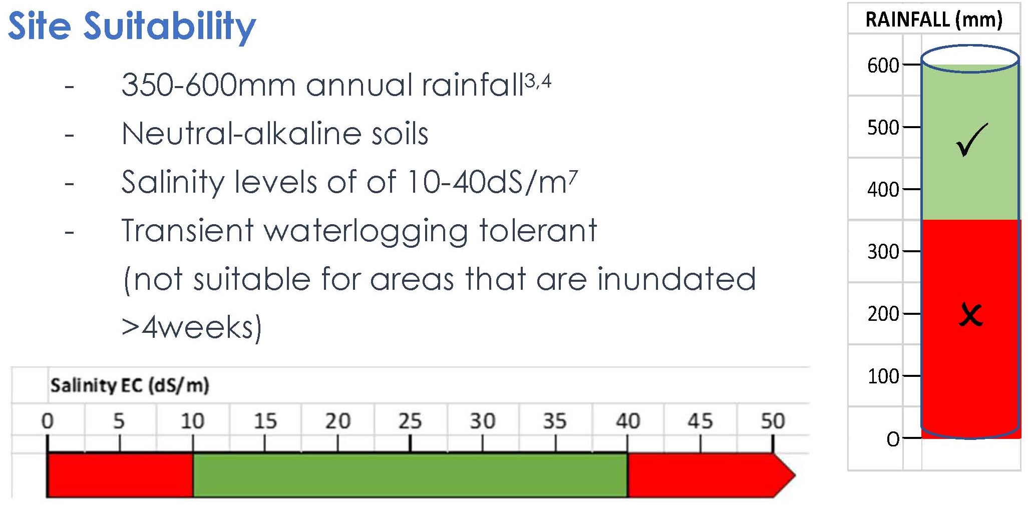 Tall Wheat Grass - Northern Outlet Drain Tall Wheat Grass - Northern Outlet Drain