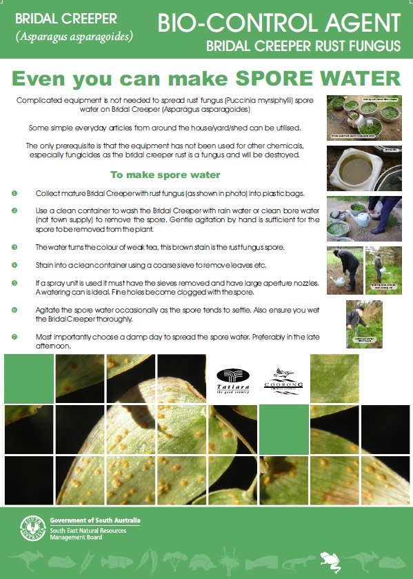 Make Bridal Creeper Spore Water Fact Sheet