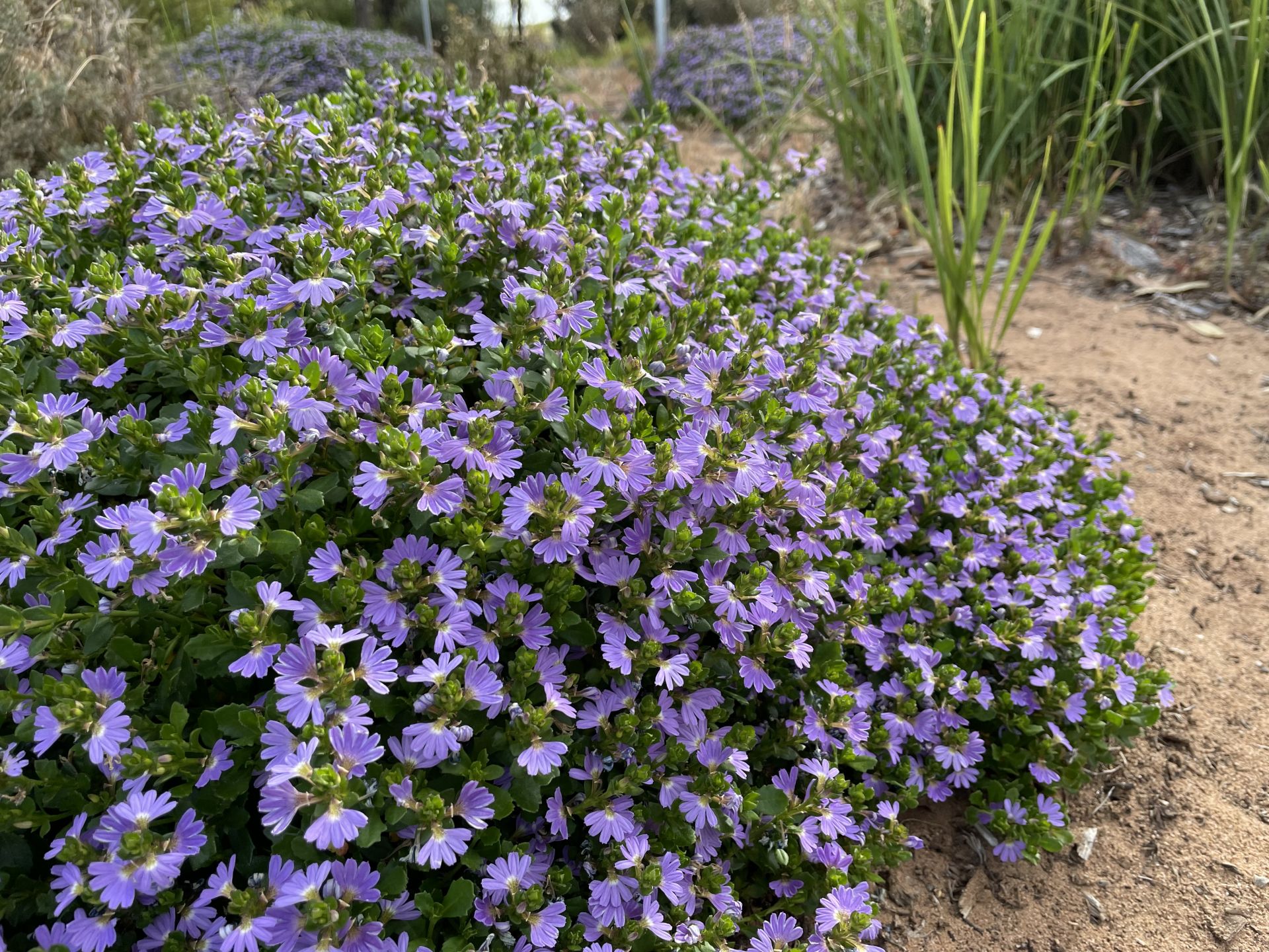Pangarinda plant photos - Scaevola