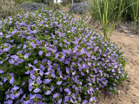 Pangarinda plant photos - Scaevola