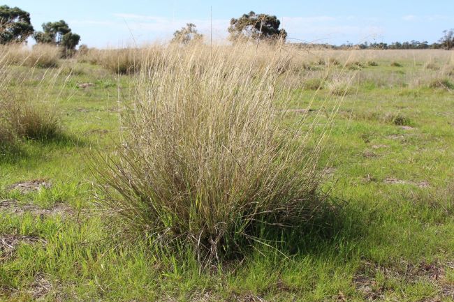 Image of African lovegrass image from MR landscape board