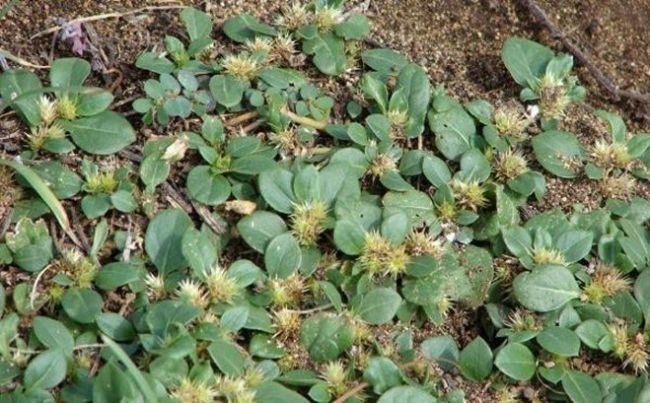 Khaki-weed-habit.-Photo-Kim-and-Forest-Starr