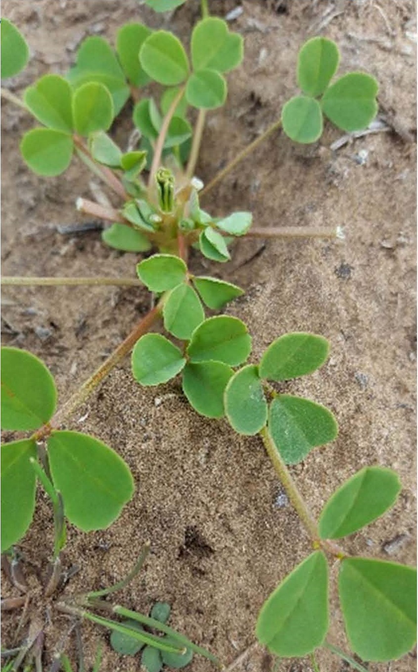 Seedling Messina