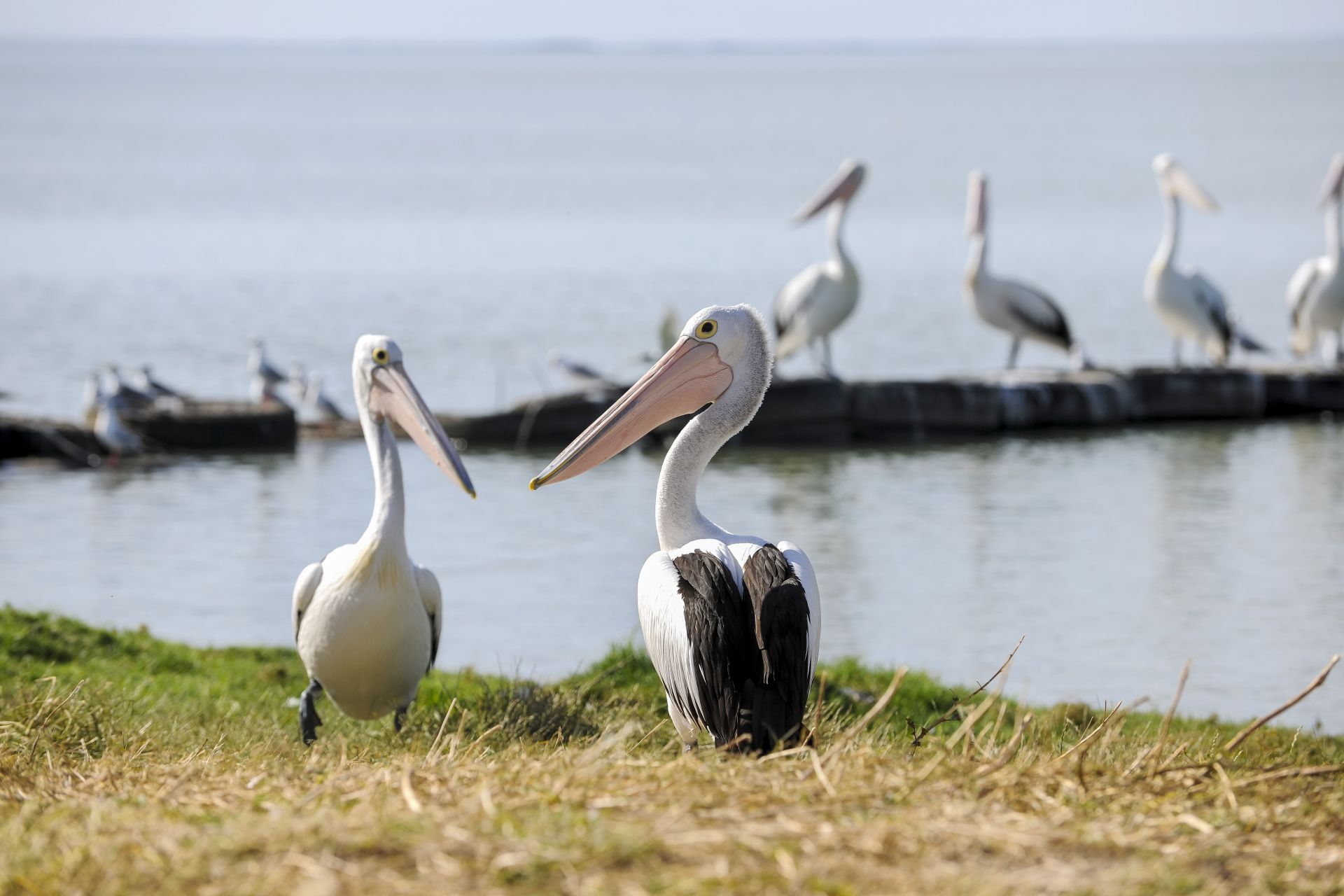 Pelicans (Coorong National Park)