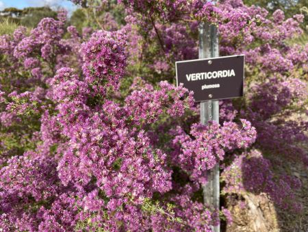 Pangarinda plant photos - Verticordia