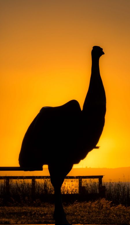 Bird Man of Coorong