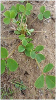 9 Seedling Messina