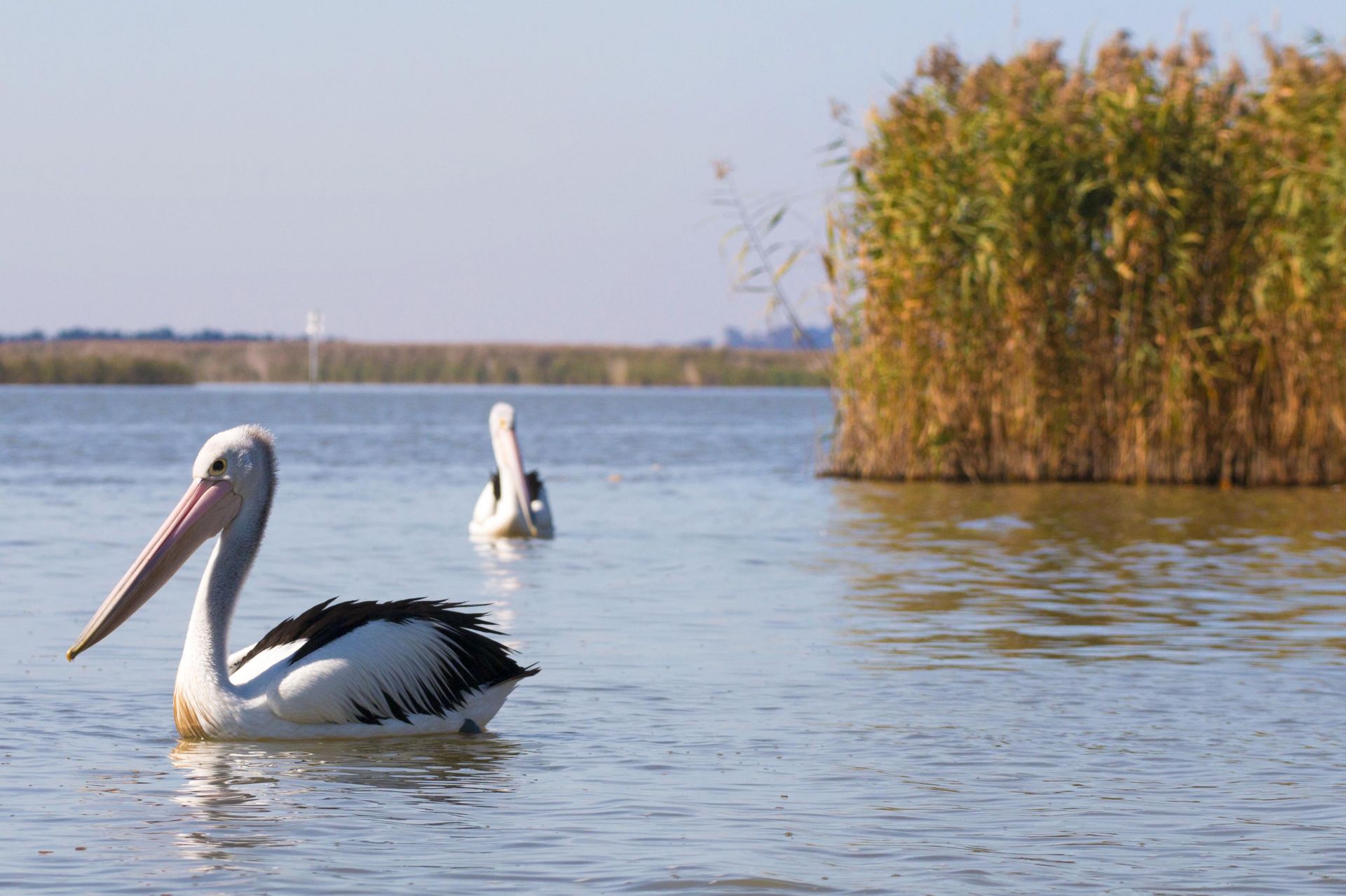 Pelicans swimming