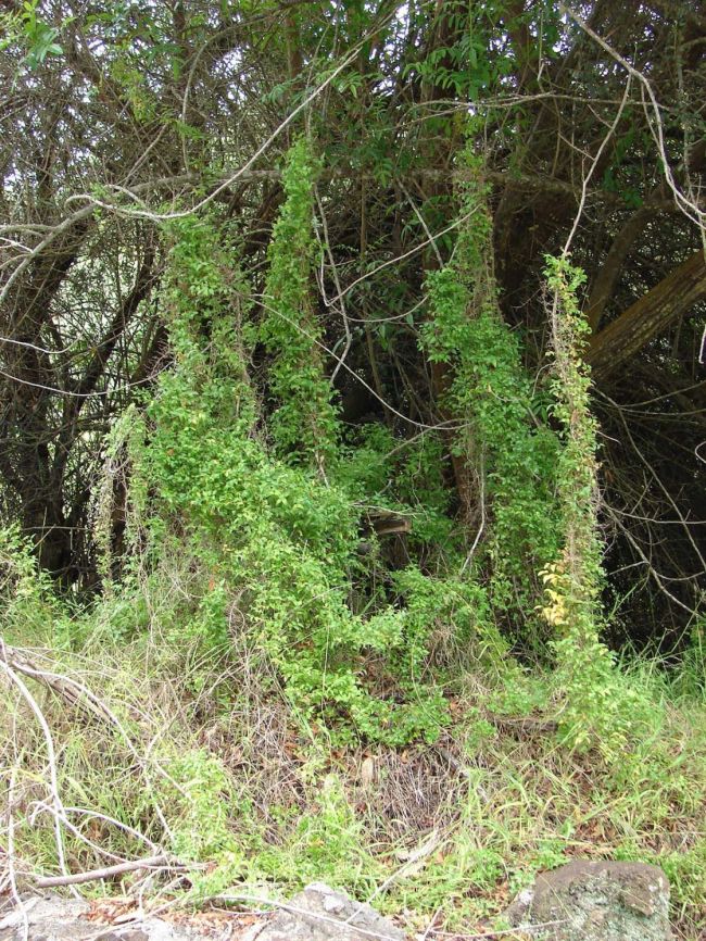 bridal creeper image from PiRSA