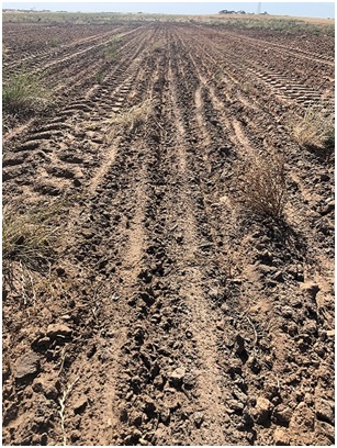 6 Paddock roughly worked 1