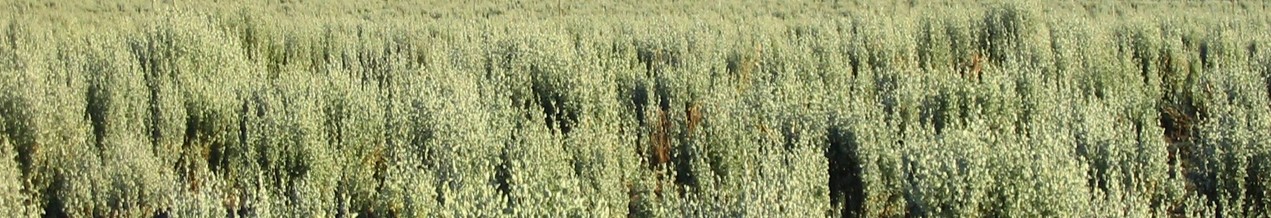 old man saltbush strip old man saltbush strip