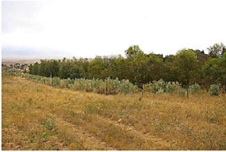 1. paddock salt bush trees 1. paddock salt bush trees