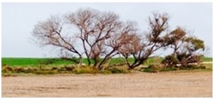 salinity impacted native vegetation salinity impacted native vegetation