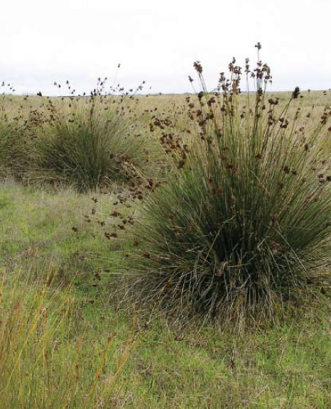 spiny rush image from landscapes sa