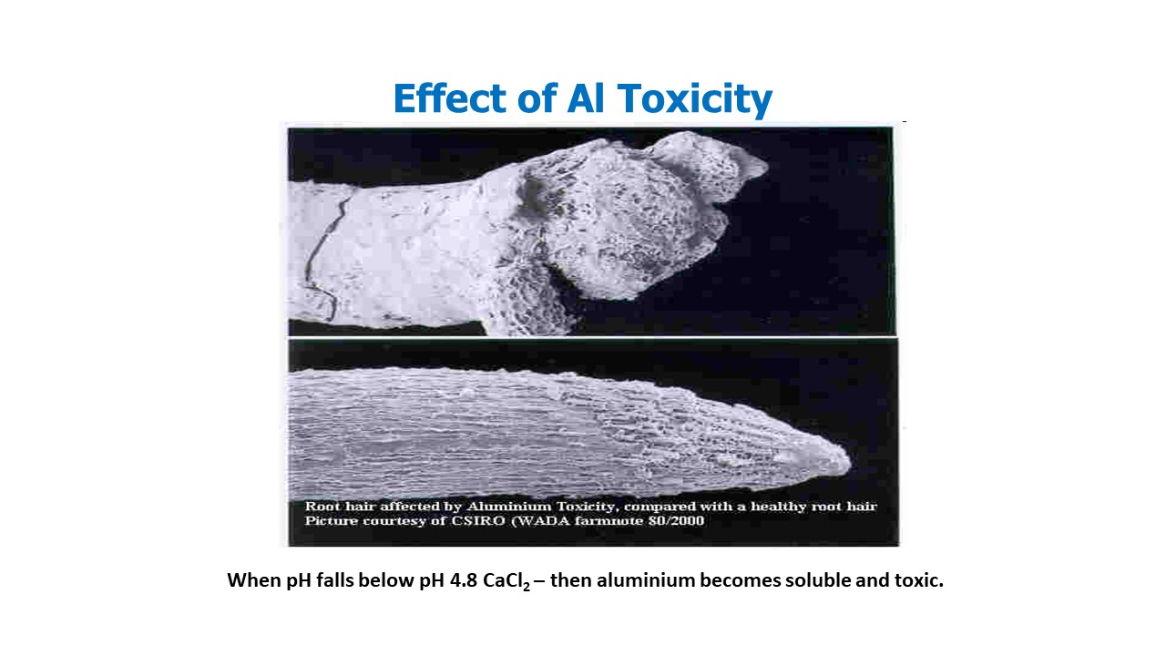 Effect of Al Toxicity