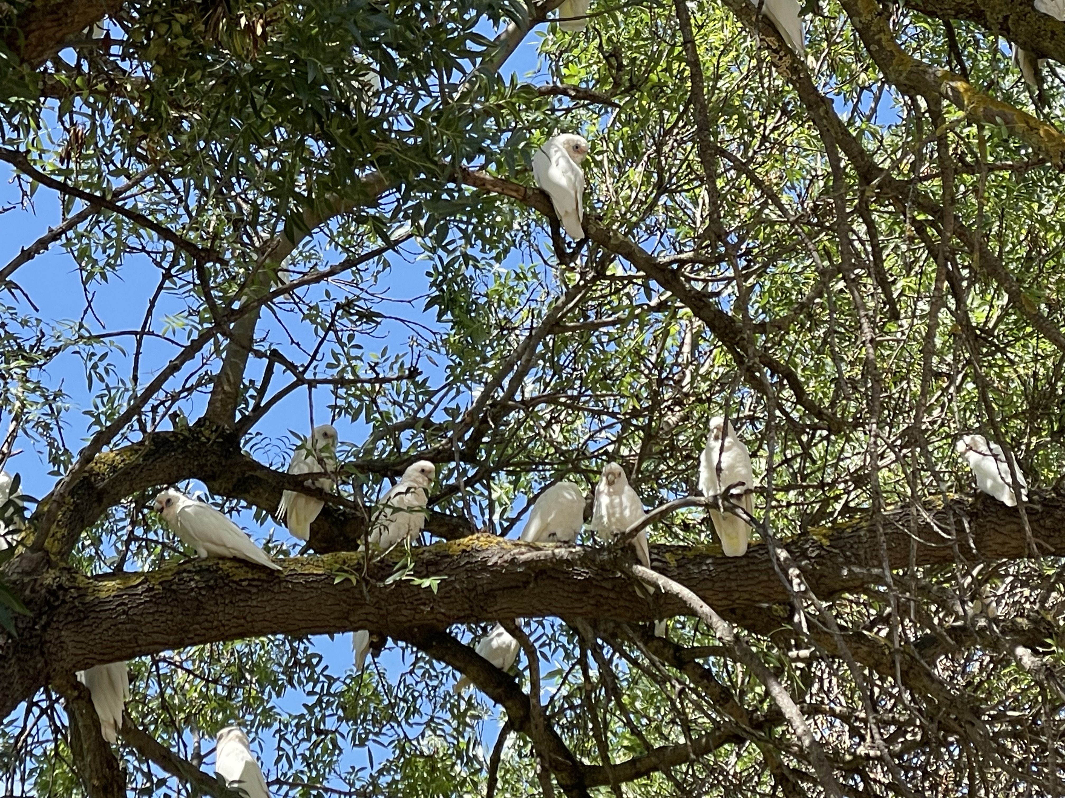 Little Corellas