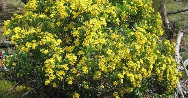 Boneseed image from landscapes sa