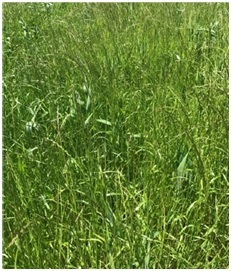 12 Annual Ryegrass in a waterlogged area