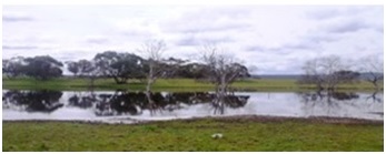 salinity impacted native vegetation salinity impacted native vegetation