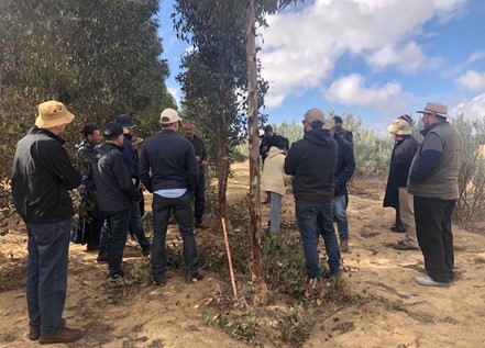 Inspection of Eucalyptus cladocalyx Inspection of Eucalyptus cladocalyx