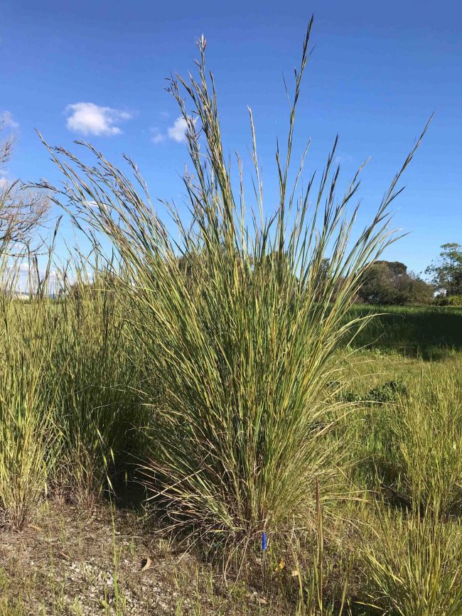 Coolatai grass plant - green adelaide