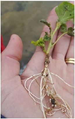 11 Nodulation of Messina