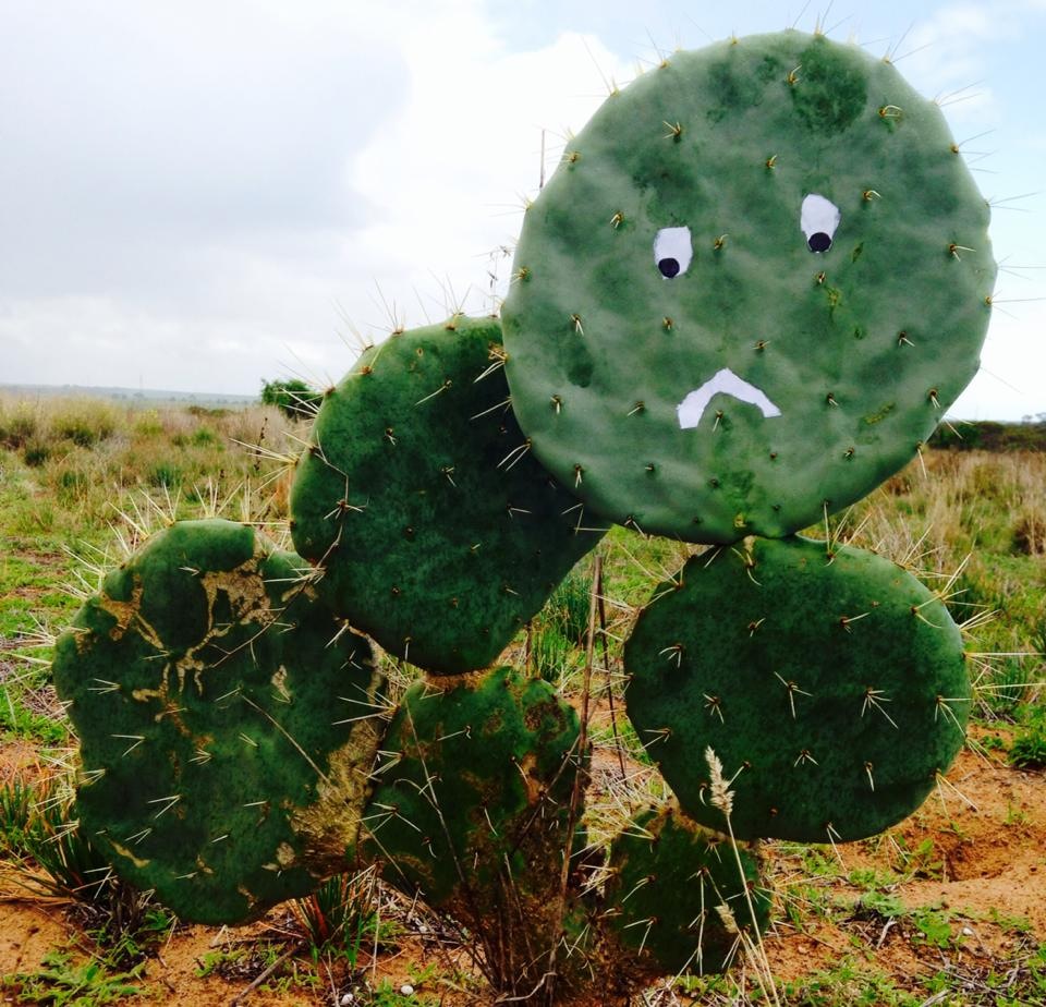 Mexican Wheel Cactus