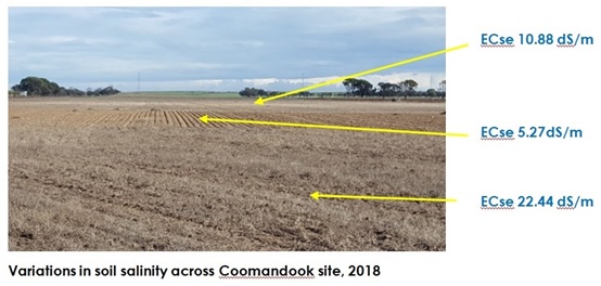 14 Variations in soil salinity across Coomandook site 2018
