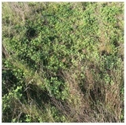 k. Second year Puccinellia & Messina pasture on moderately saline ground at Meningie East k. Second year Puccinellia & Messina pasture on moderately saline ground at Meningie East