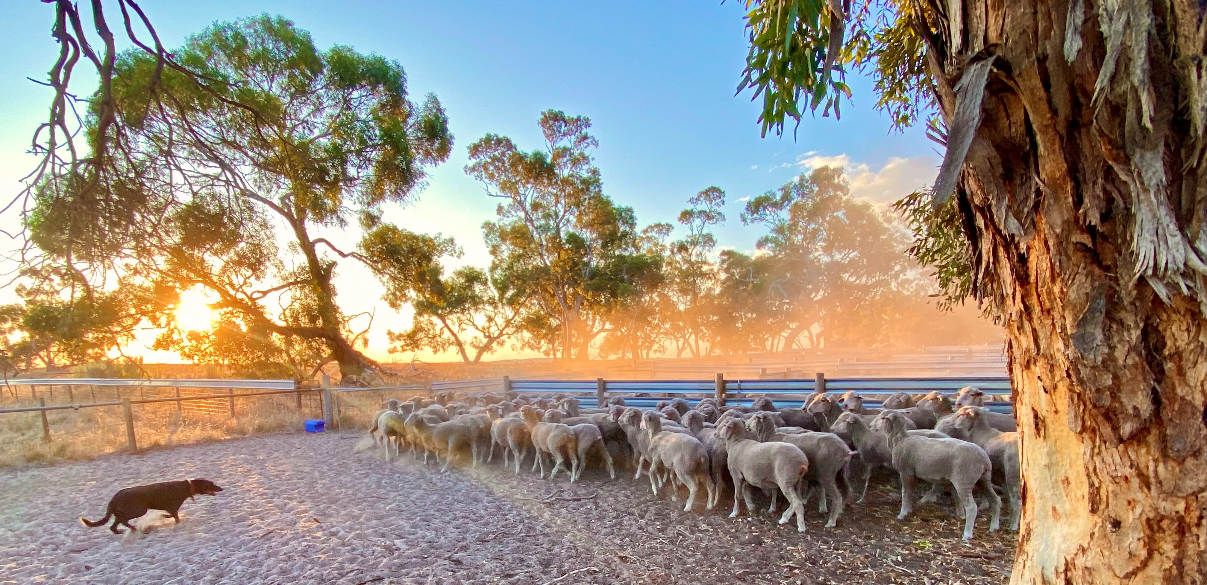 Sunset as sheep herded in dusty farm yard - Tracey Strugnell