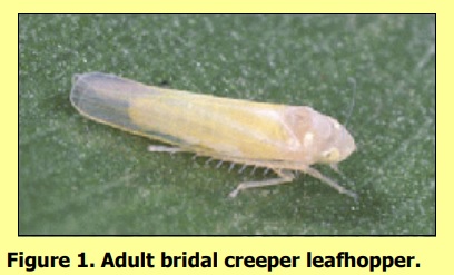 Adult Bridal Creeper Leaf Hopper