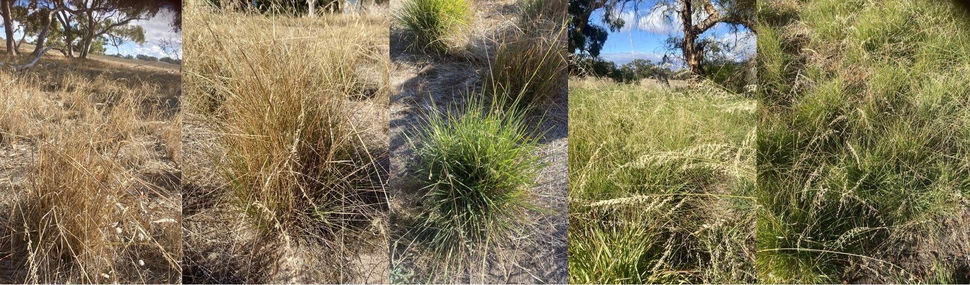 Veldt Grass at different growth stages