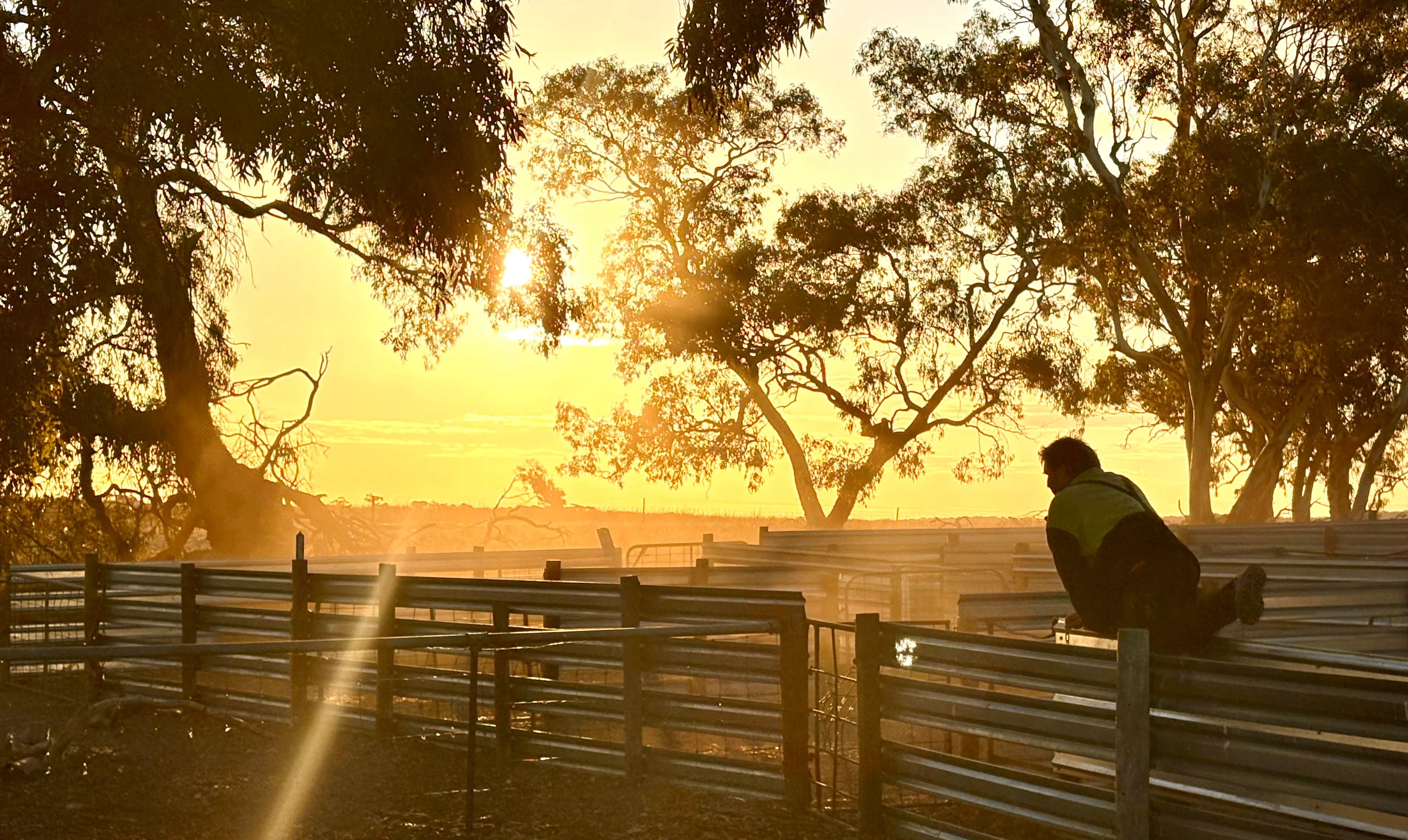 T Strugnell - sheep stockyards