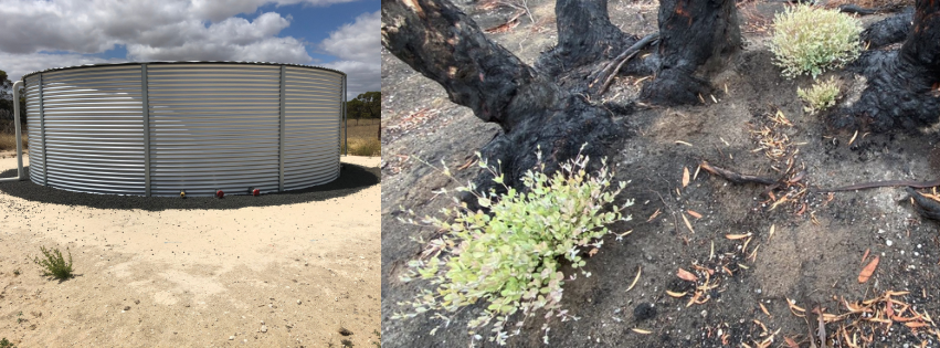 water tank and regeneration after bush fire