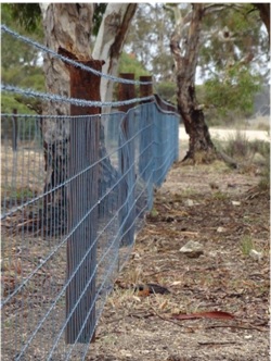 fencing remnant vegetation