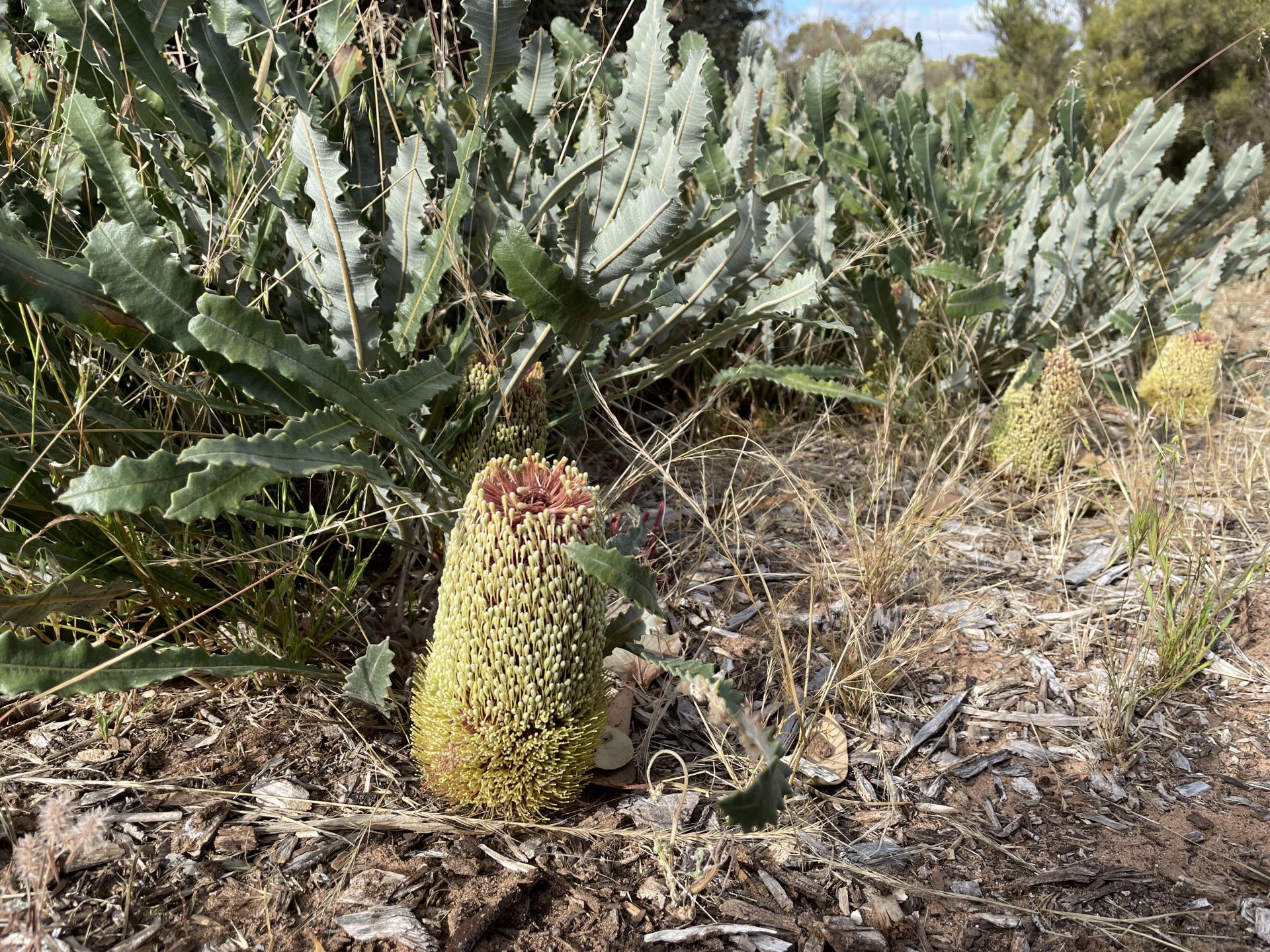 Pangarinda plant photos - Banksia - 28 Nov 2022